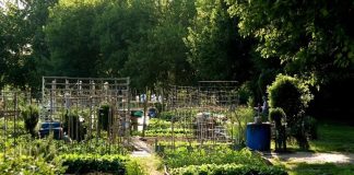 Gli orti urbani non nascono per caso Orti urbani